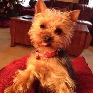 Meet your Posher, Julie